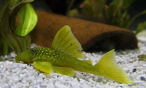 A Green Phantom Pleco