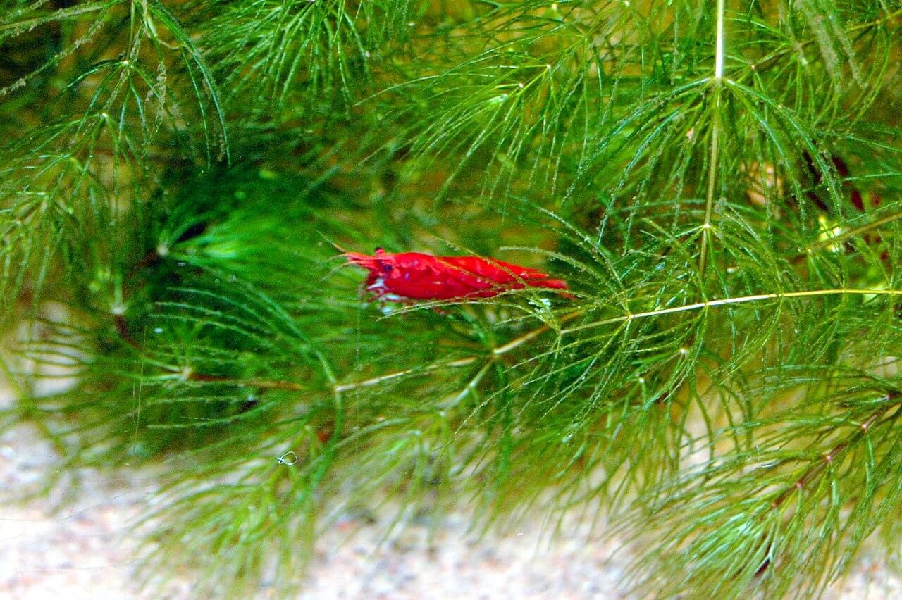 Hornwort in an aquarium