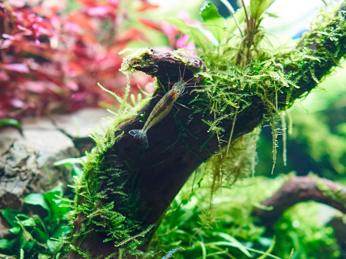 Java Moss growing on driftwood
