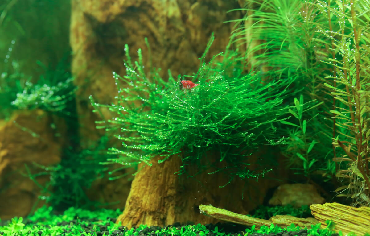 Java Moss bonsai tree