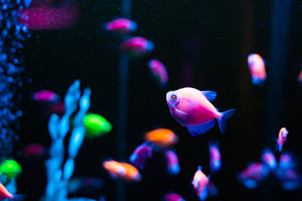 GloFish