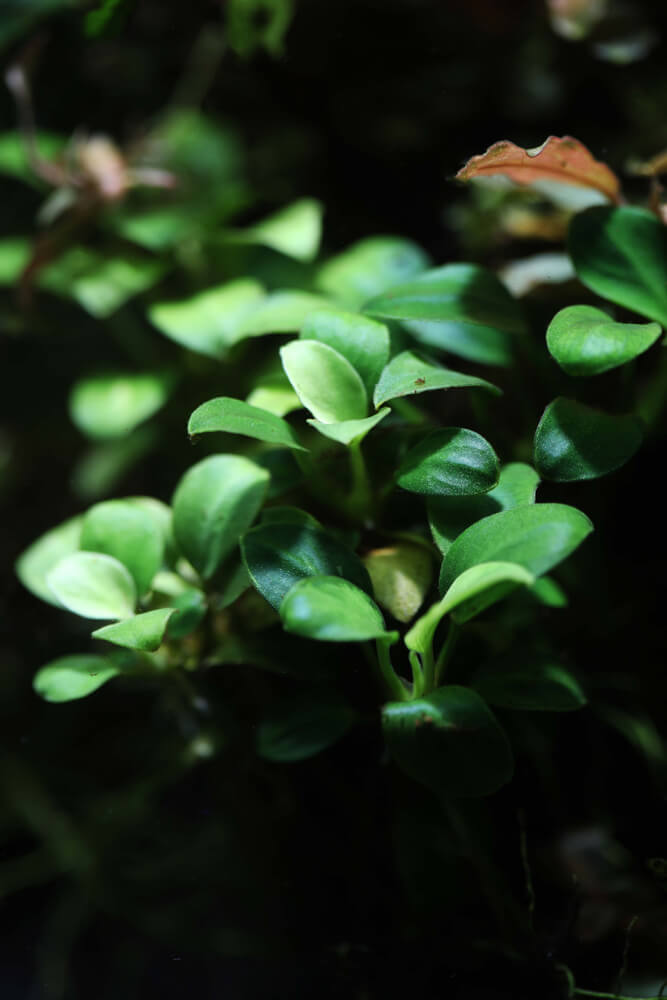 Anubias Nana Petite