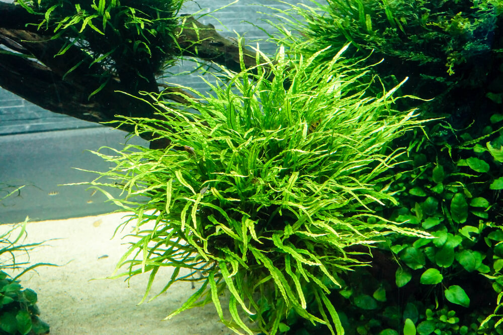 Java Fern Needle Leaf