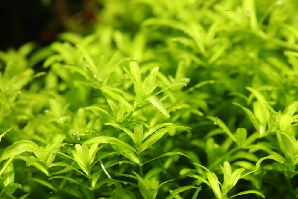 Pearl Weed