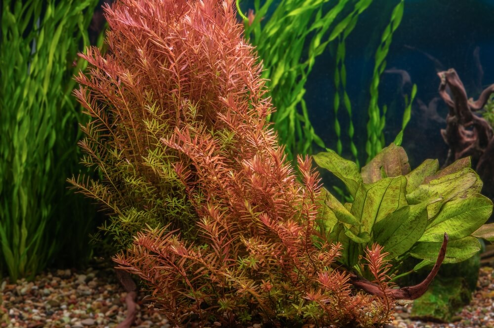 Rotala Indica