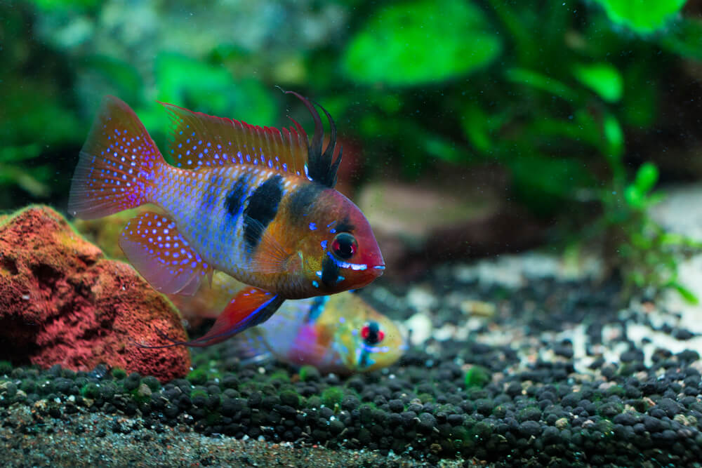 German Blue Rams