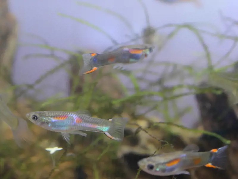 A Black Bar Endler