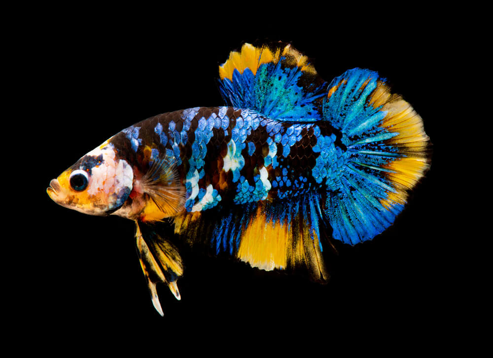 Betta Fish