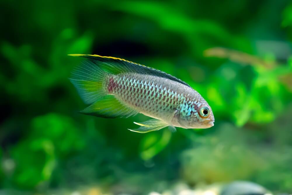 Golden Dwarf Cichlid