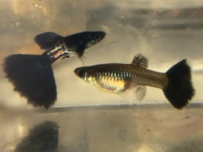 Metal Black Snakeskin Guppy