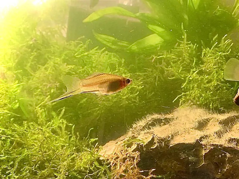 Pineapple Swordtail Molly