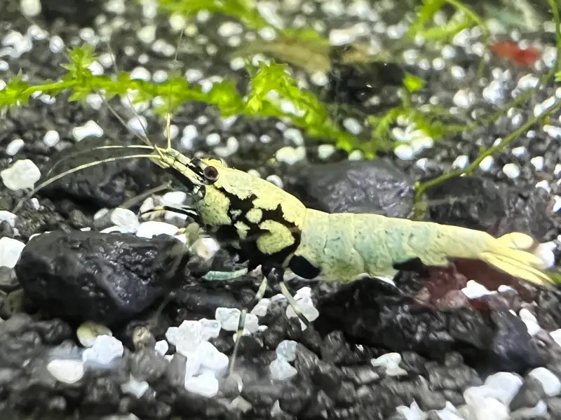 Neo Acclimated Boa Shrimp