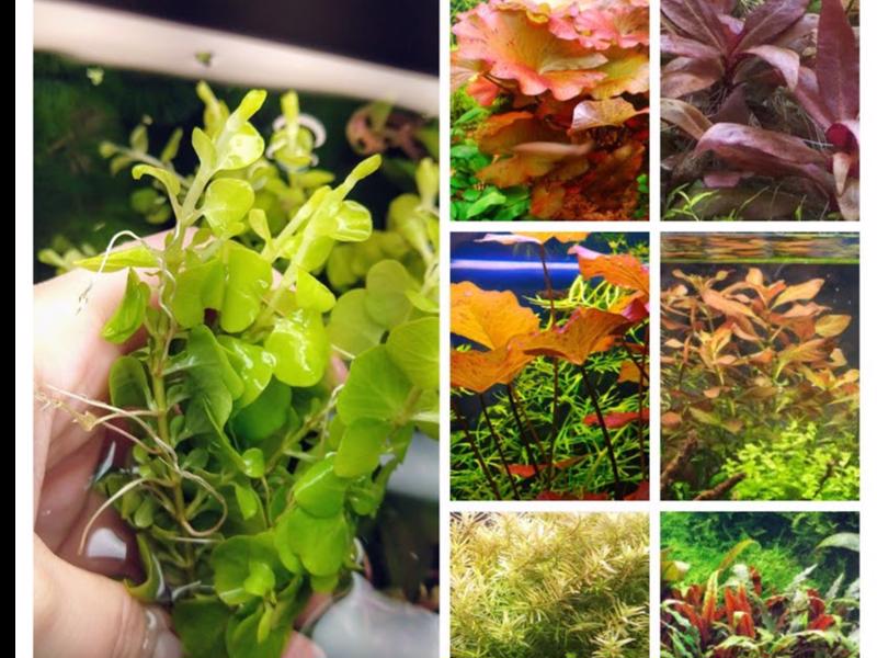 Color Variety Plant Pack