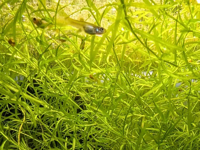 Guppy Grass