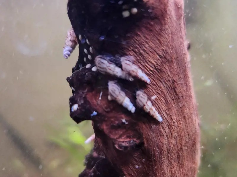 Malaysian Trumpet Snail