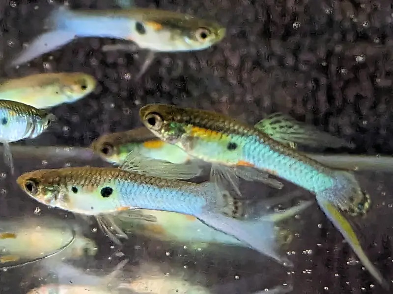 Japan Winter Sky Guppy